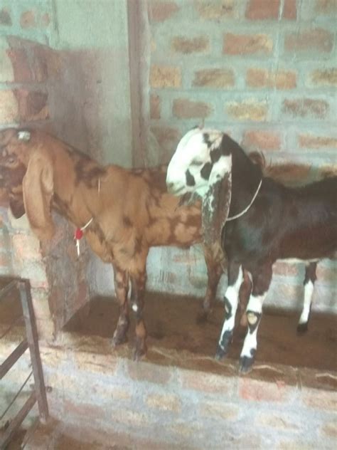 Unisex Sirohi Breed Goat at Rs 375/kilogram in Indore | ID: 19289593733