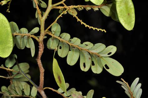 plant  fabaceae image   phytoimagessiuedu