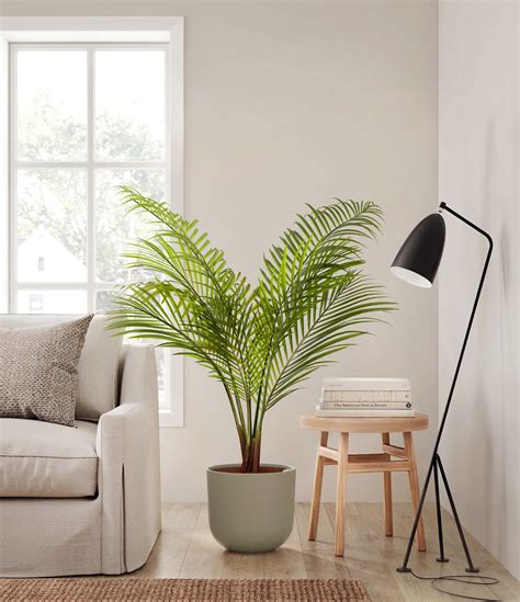 Extra Large Majesty Palm Plant for Sale | easyplant