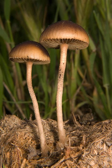 Навозная лысина (Deconica merdaria) фото и описание
