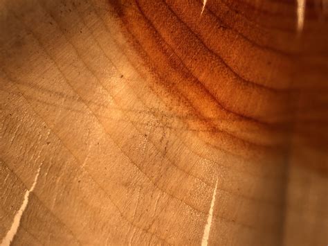 White Willow | The Wood Database (Hardwood)