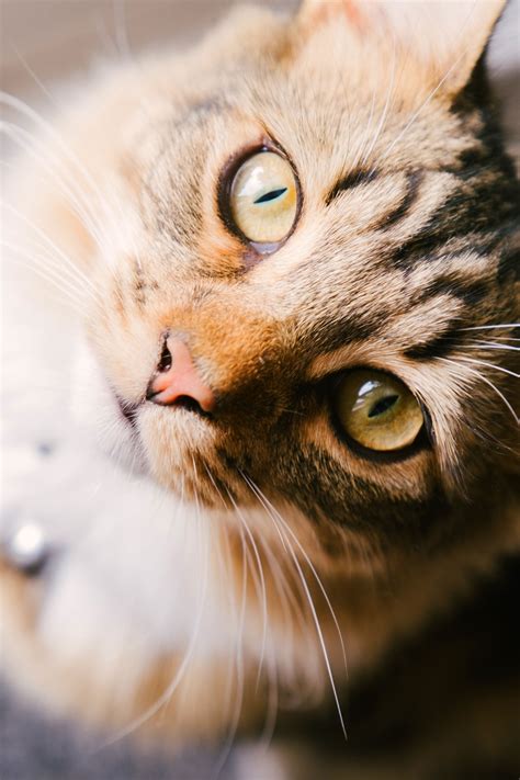 The Word Cat In Different Languages - Letter Words Unleashed