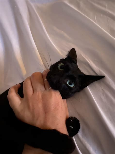 normal resp for cats 5