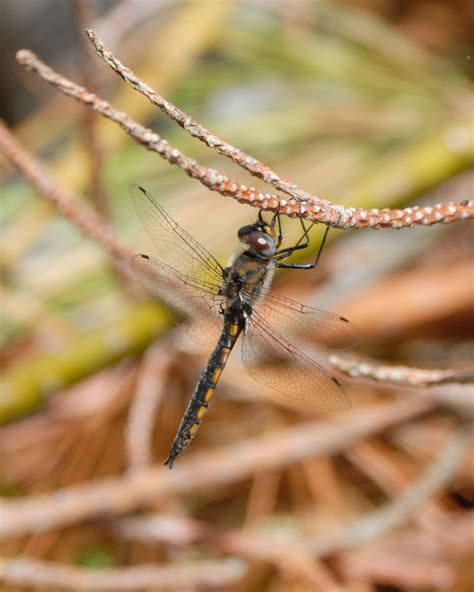 Beaverpond Clubtail Dragonfly