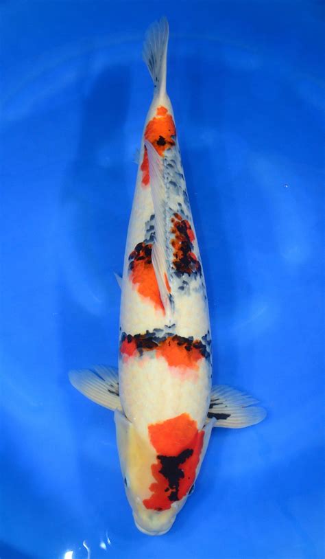 Showa - Grand Koi, LLC