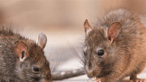 Sierra County hantavirus death prompts public health warning