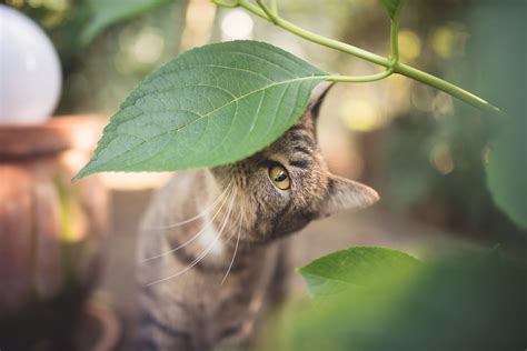 are pine trees toxic to cats 4