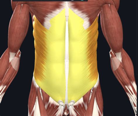 Abdominal Muscles Flashcards | Quizlet
