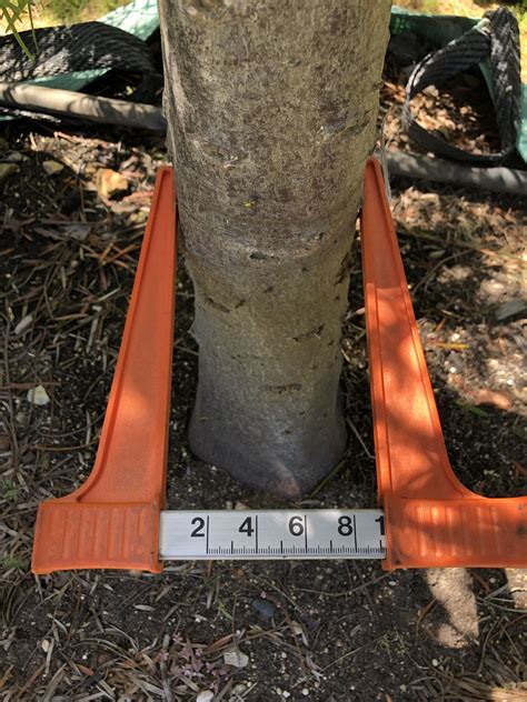 Indigenous Trees - Wholesale Trees For Sale Near Cape Town