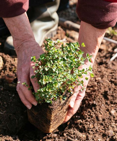 How to grow a red creeping thyme lawn: top tips | Homes and Gardens