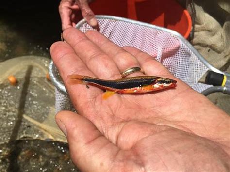 Blackside Dace | FWS.gov