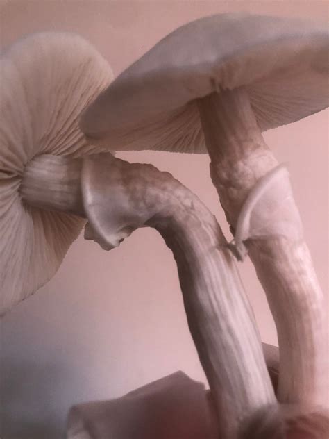 TAT Albino - True Albino Teacher - Mochiexpress-Loja