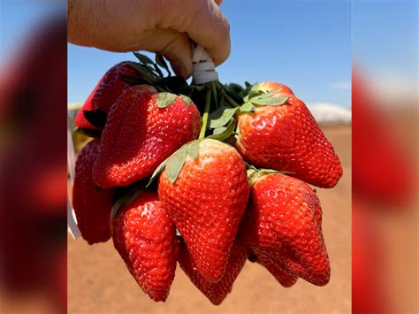 Rains hinder early season picking for Southern California strawberries ...