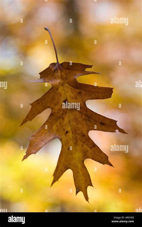 autumn leaf falling stock photo alamy
