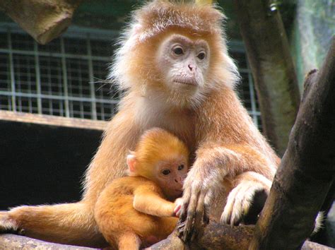 Яванский лангур | zoo-ekzo.ru - Экзотические животные