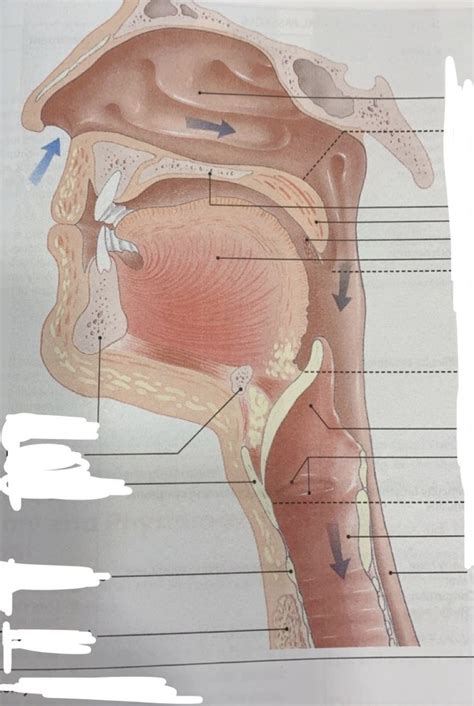 anatomy   upper airway  pg  diagram quizlet