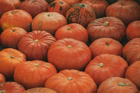 Easy Fall Comfort Food: Swiss Steak