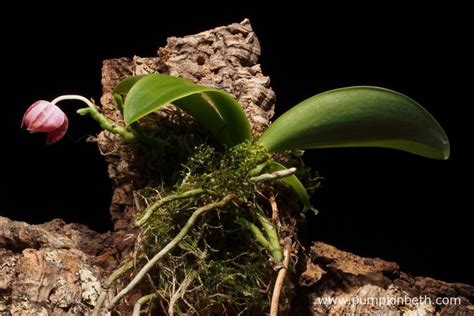 National Collection of Miniature Phalaenopsis Species - Pumpkin Beth