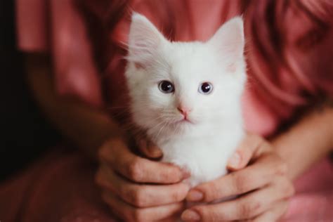 Pet Cloning Becomes More Popular As Instagrammers Begin Replicating