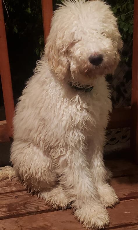 Look ma, no eyes! : r/Goldendoodles