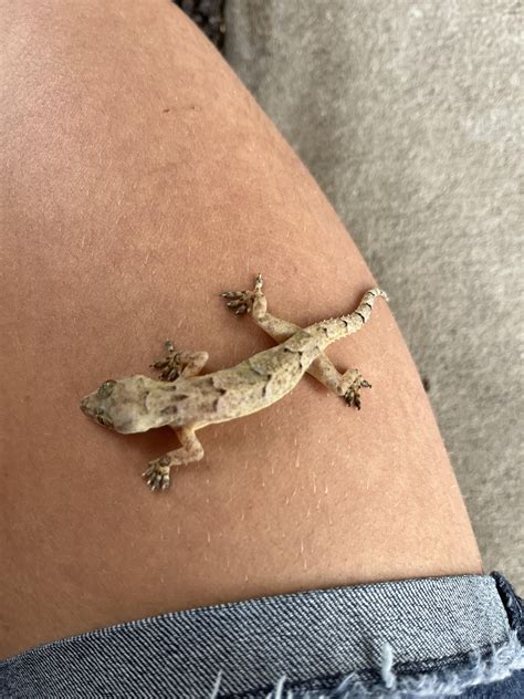 What type of gecko is this. I’m in central Florida. It just stormed