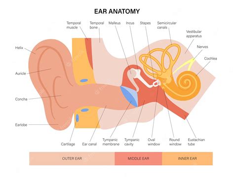 Premium Vector | Ear anatomy diagram