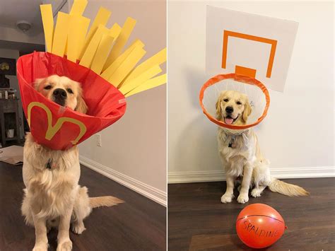 how to make a dog cone of shame