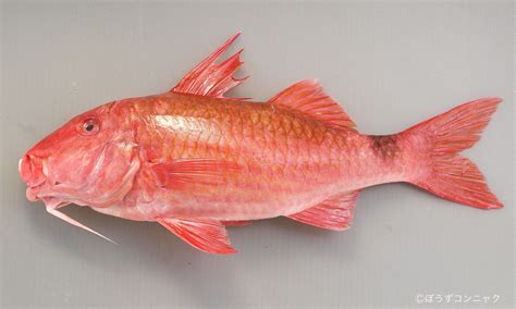 fish names  pictures   common fishes  english