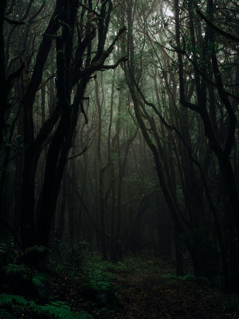 Foggy Forest Photos, Download The BEST Free Foggy Forest Stock Photos