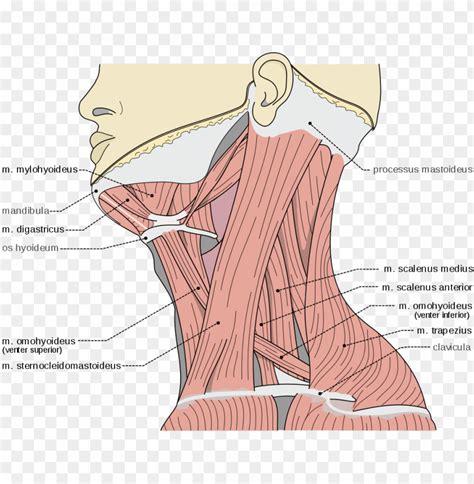 Free download | HD PNG scalene muscles scalene muscles m digastricus ...
