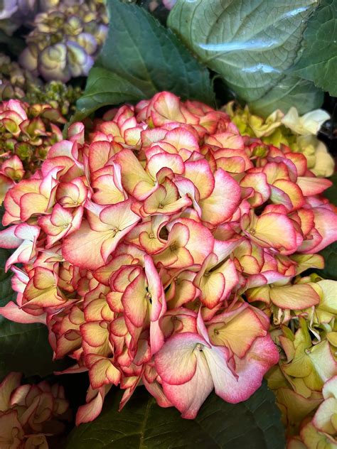 Which Hydrangea Should I Plant? — Plant and Bloom Design Studio