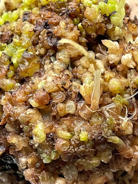 Dahlia Disease Biology: Part 2 Leafy gall- Rhodococcus fascians - Wild