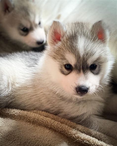 Siberian Husky Puppies For Sale