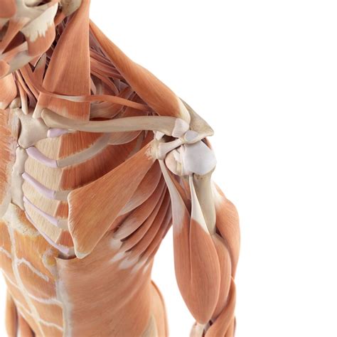 treat shoulder pain  grinding sound touch  life physical