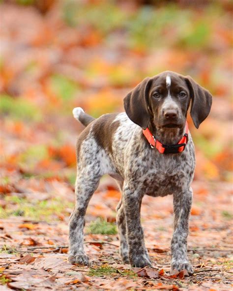 Different Types Of Gsp Dogs at Katherine Roosa blog