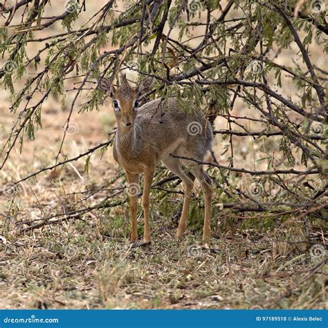 Little dik-dik stock photo. Image of green, bush, closeup - 97189518