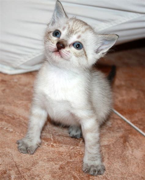 Happy, gatito Siamés Tabby Point criado a biberón, nacido en Septiembre