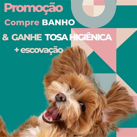 Banho E Tosa Praia Grande - Compre o banho e ganhe tosa higiênica e escovação dentária em Praia ...