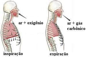 Processo De Entrada E Saída De Ar Do Organismo - Ar. Os componentes e a importância do ar, e o processo de respiração