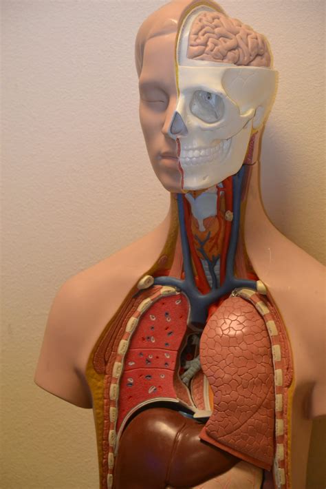 medical_anatomy_science_anatomical 