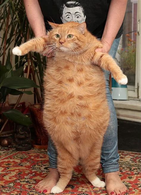 Remedii naturale pentru pisici supraponderale