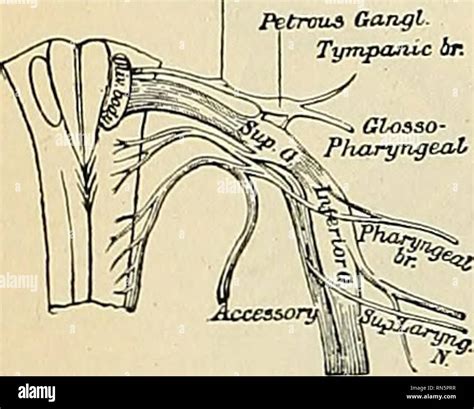 Flocculus High Resolution Stock Photography and Images - Alamy