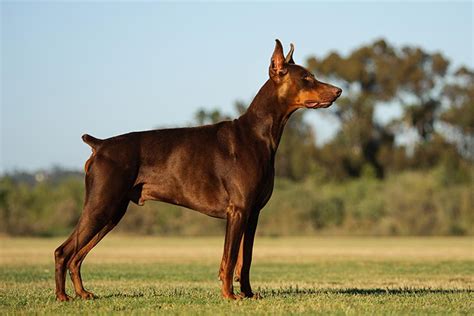 Doberman Pinscher Dog Breed Information