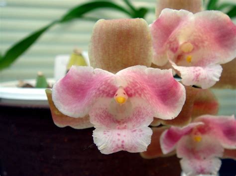 What Is The National Flower Of Guatemala at Ali Ireland blog