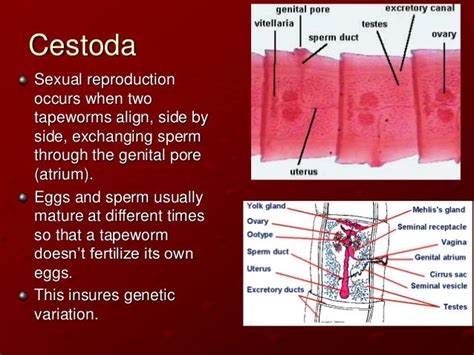 Class Cestoda Notes