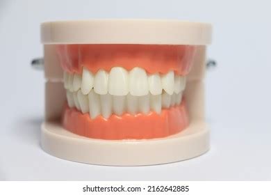 plastic model human teeth  whitedental stock photo