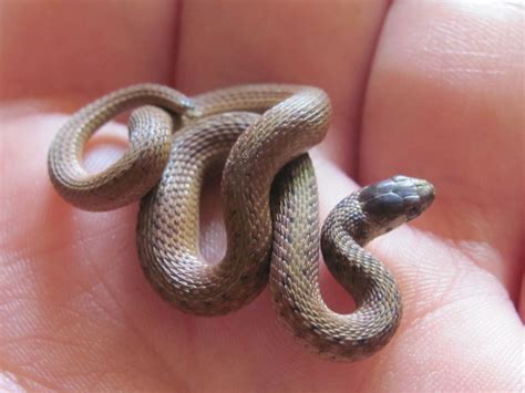 25++ Small pet snakes information