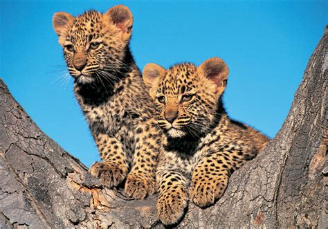 Leopard Babies