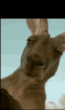 Animated Kangaroo Gif GIFs | Tenor