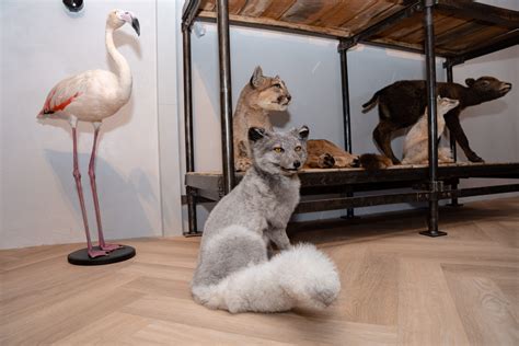 Why a secret vault at currys sunderland was discovered 24